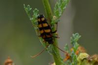 Leptura aurulenta