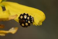 Coccinula quatuordecimpustulata