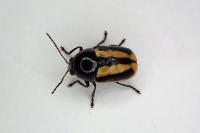 Cryptocephalus vittatus