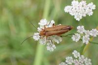 Oedemera podagrariae