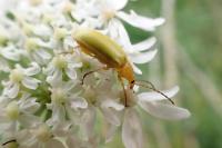 Cteniopus sulphureus