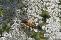 Oedemera podagrariae