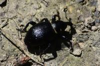 Liparus coronatus