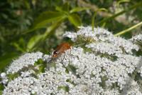 Rhagonycha fulva