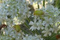 Cteniopus sulphureus