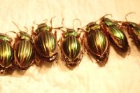 Carabus auratus