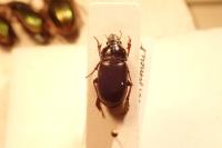 Zabrus tenebrioides