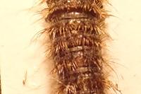Dermestes undulatus