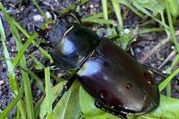 Lucanus cervus