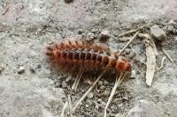 Drilus flavescens