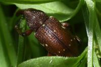 Hylobius transversovittatus