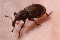 Hylobius transversovittatus