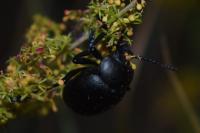 Timarcha tenebricosa