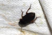 Pseudoophonus rufipes