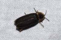 Lampyris noctiluca