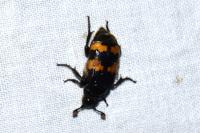 Nicrophorus interruptus