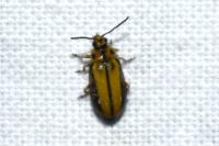 Xanthogaleruca luteola