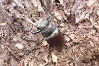 Lucanus cervus