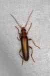 Nacerdes carniolica