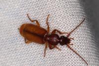 Polistichus connexus