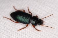Ophonus ardosiacus