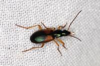 Anchomenus dorsalis