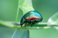 Chrysolina