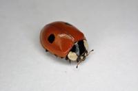Adalia bipunctata