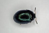 Plagiodera versicolora