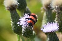 Trichodes apiarius