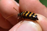 Leptura aurulenta