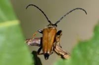 Stictoleptura rubra