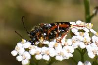 Stenopterus rufus