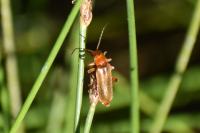 Cantharis