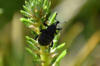 Hylobius abietis