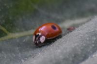 Adalia bipunctata
