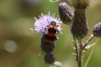 Trichodes apiarius