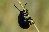 Timarcha goettingensis