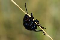 Timarcha goettingensis