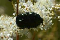 Cetonia aurata