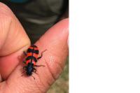 Trichodes alvearius