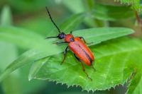 Stictoleptura rubra