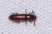 Corticeus unicolor