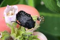 Oxythyrea funesta