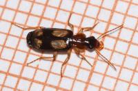 Dromius quadrimaculatus