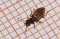Anthicus sellatus