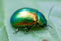 Chrysolina fastuosa