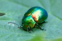 Chrysolina fastuosa