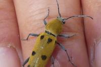 Chlorophorus glabromaculatus