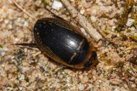 Hydaticus transversalis transversalis